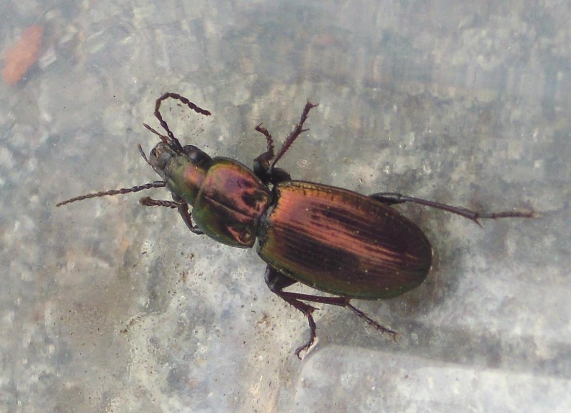 Pterostichus (Oreophilus) externepunctatus